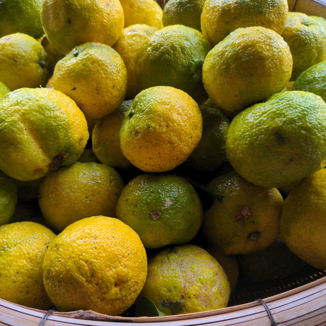 ゆず２０kg。鍋料理、ポン酢、柚子胡椒、うどん、そば、おでん、柚子味噌、ジャム