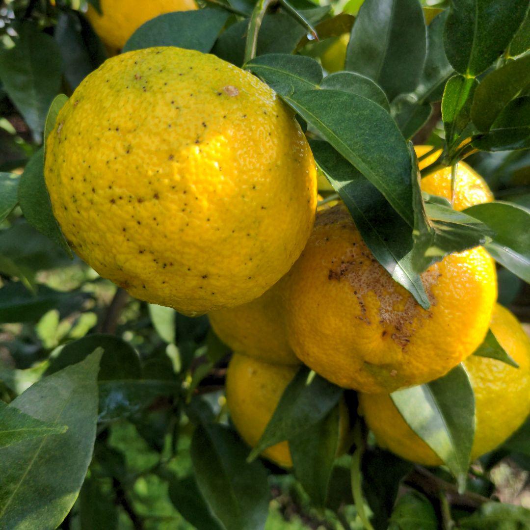 ゆず２０kg。鍋料理、ポン酢、柚子胡椒、うどん、そば、おでん、柚子味噌、ジャム