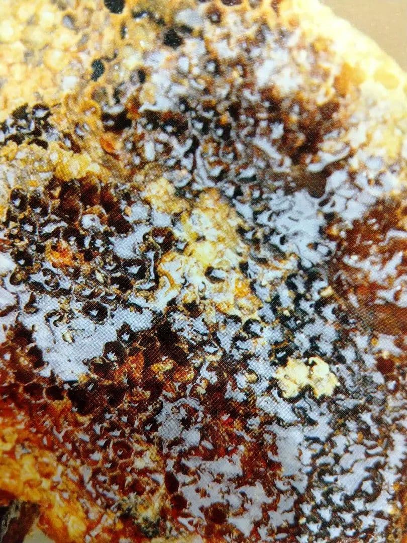 mondoです。 国産天然日本百花はちみつ鹿児島県南薩摩養蜂園蜂蜜計3kg