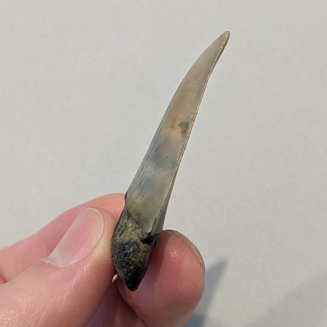 ホホジロザメ　ハスタリスの歯の化石