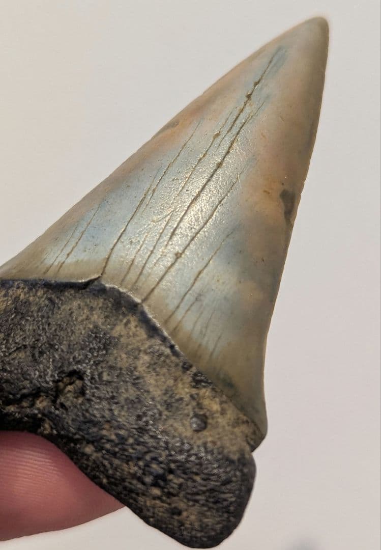 ホホジロザメ　ハスタリスの歯の化石