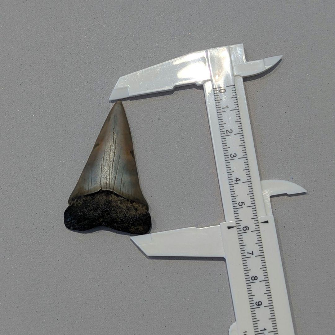 ホホジロザメ　ハスタリスの歯の化石