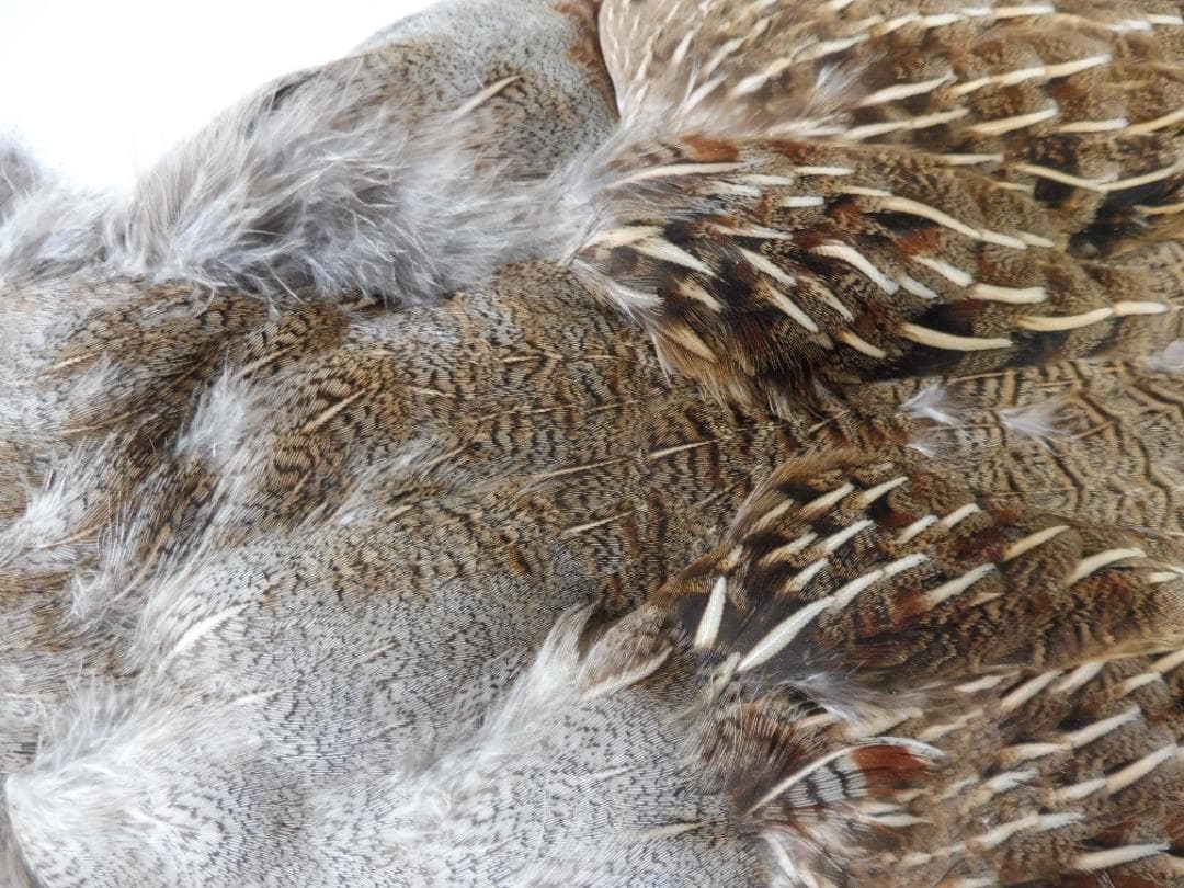 パートリッヂのケープ