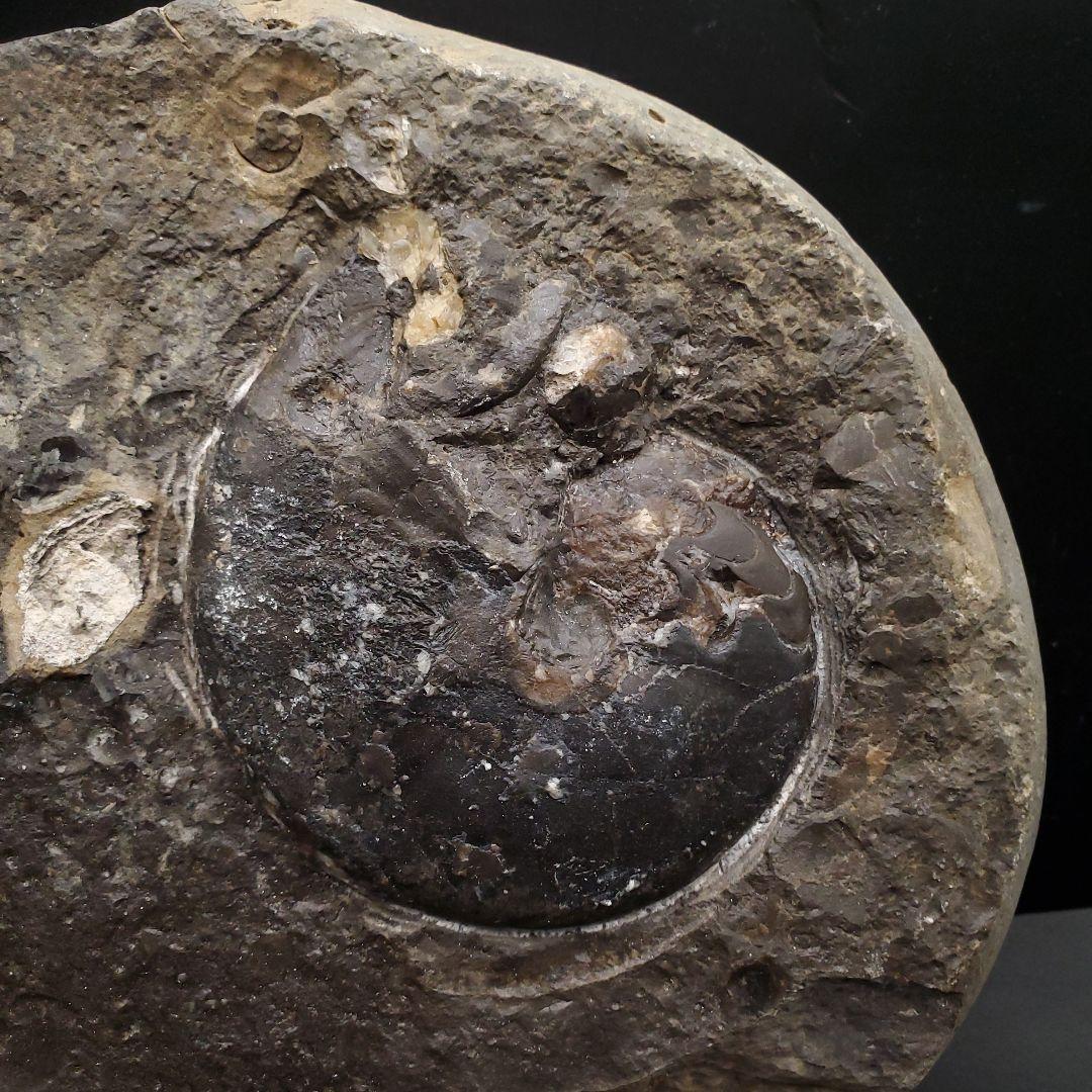 母岩付き アンモナイト 三畳紀 化石 本物 ノルウェー産 210mm fan1