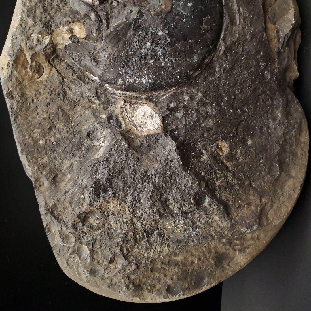 母岩付き アンモナイト 三畳紀 化石 本物 ノルウェー産 210mm fan1