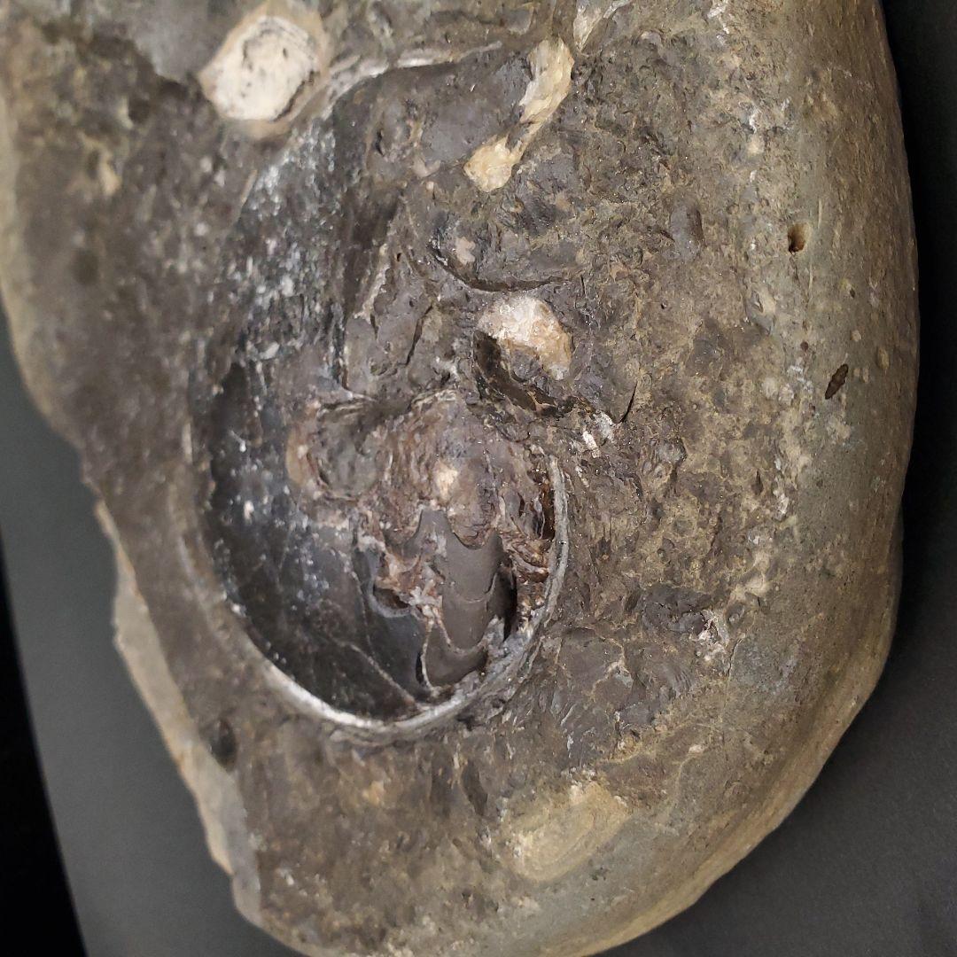 母岩付き アンモナイト 三畳紀 化石 本物 ノルウェー産 210mm fan1