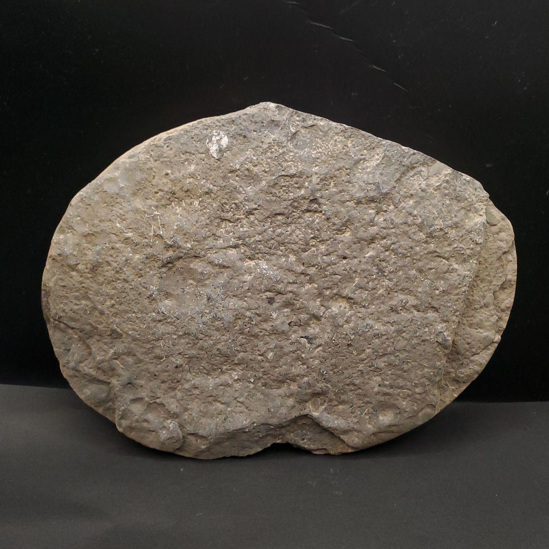 母岩付き アンモナイト 三畳紀 化石 本物 ノルウェー産 210mm fan1