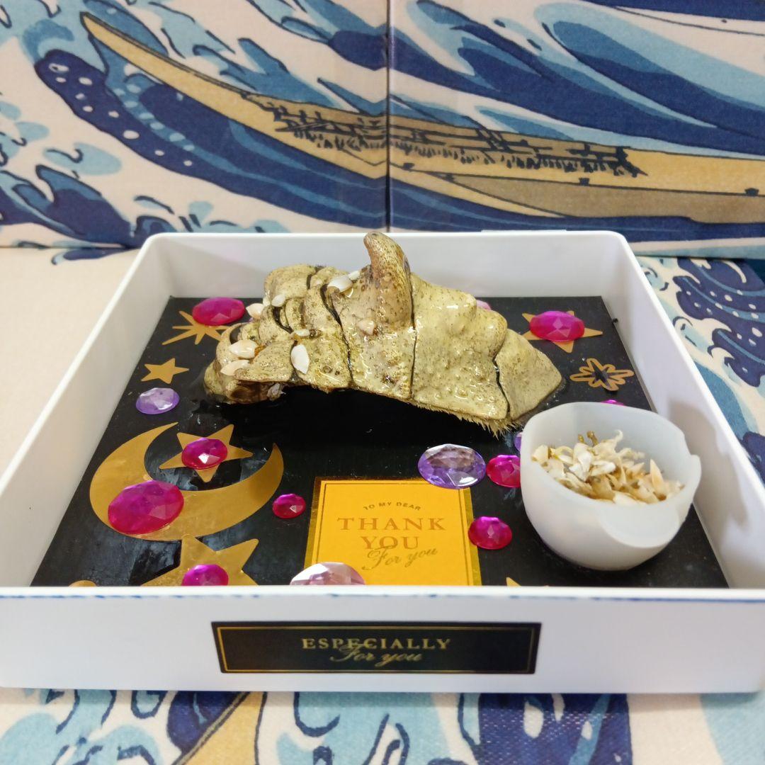 稀少レア四国太平洋沖深海生物タカアシガニふんどし腹リアル凹凸標本置物コレクション