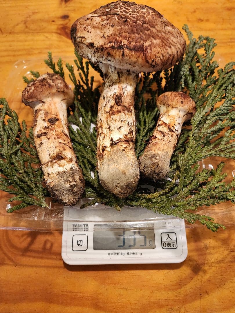 北海道産松茸　335g