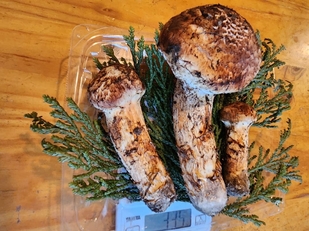 北海道産松茸　335g