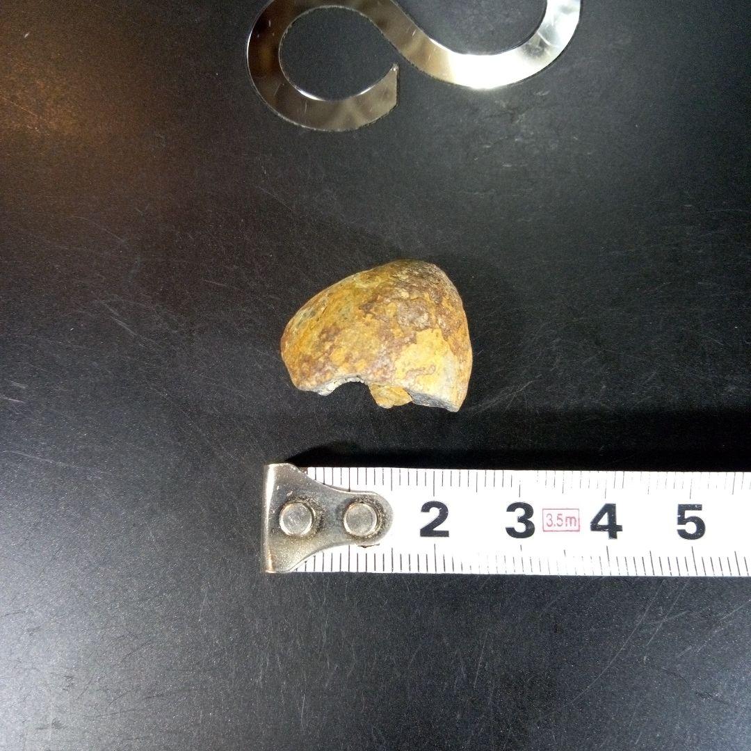 三葉虫　化石　fossil　海　ボリビア産　trilobite　海生動物判別⑬