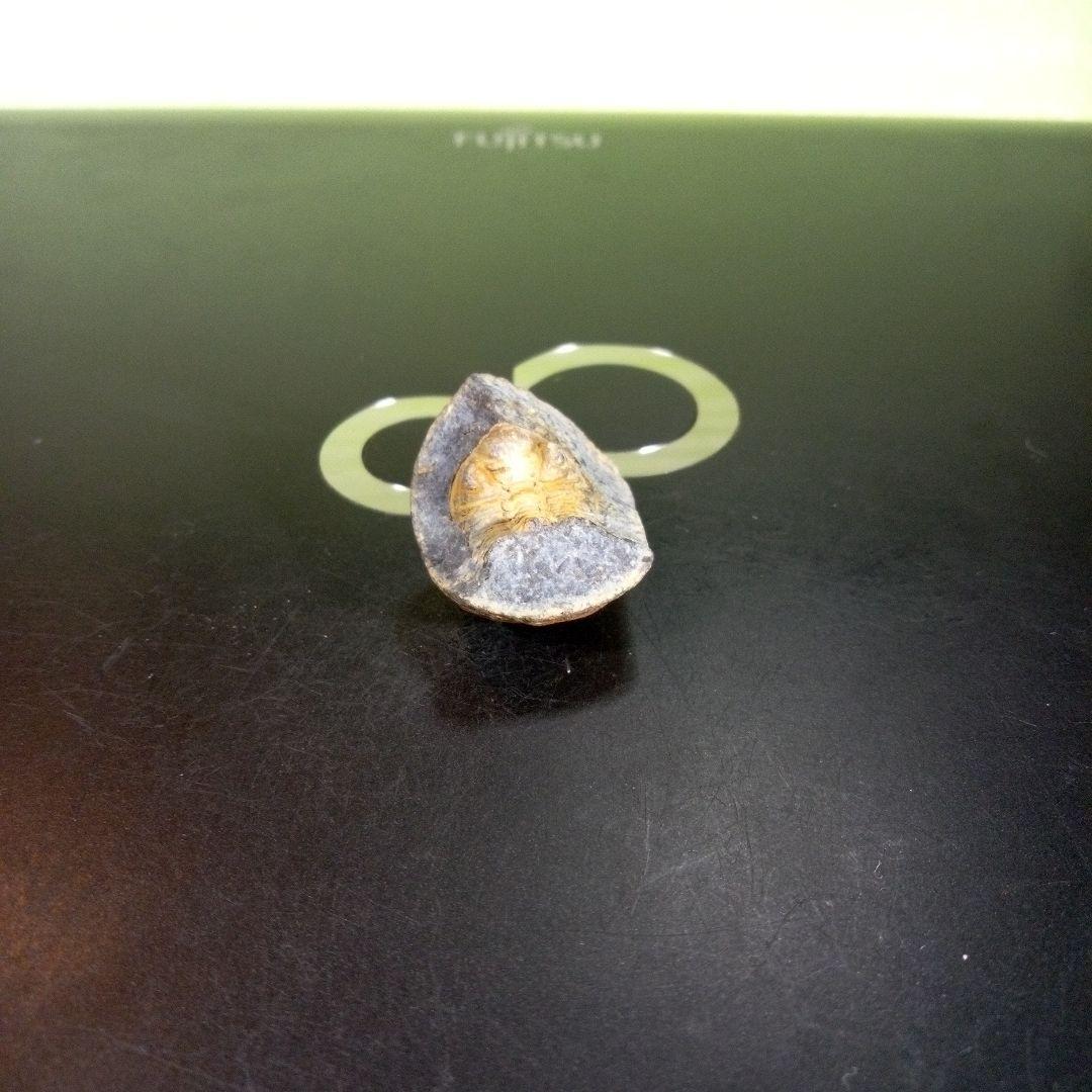 三葉虫　化石　fossil　海　ボリビア産　trilobite　海生動物判別⑬
