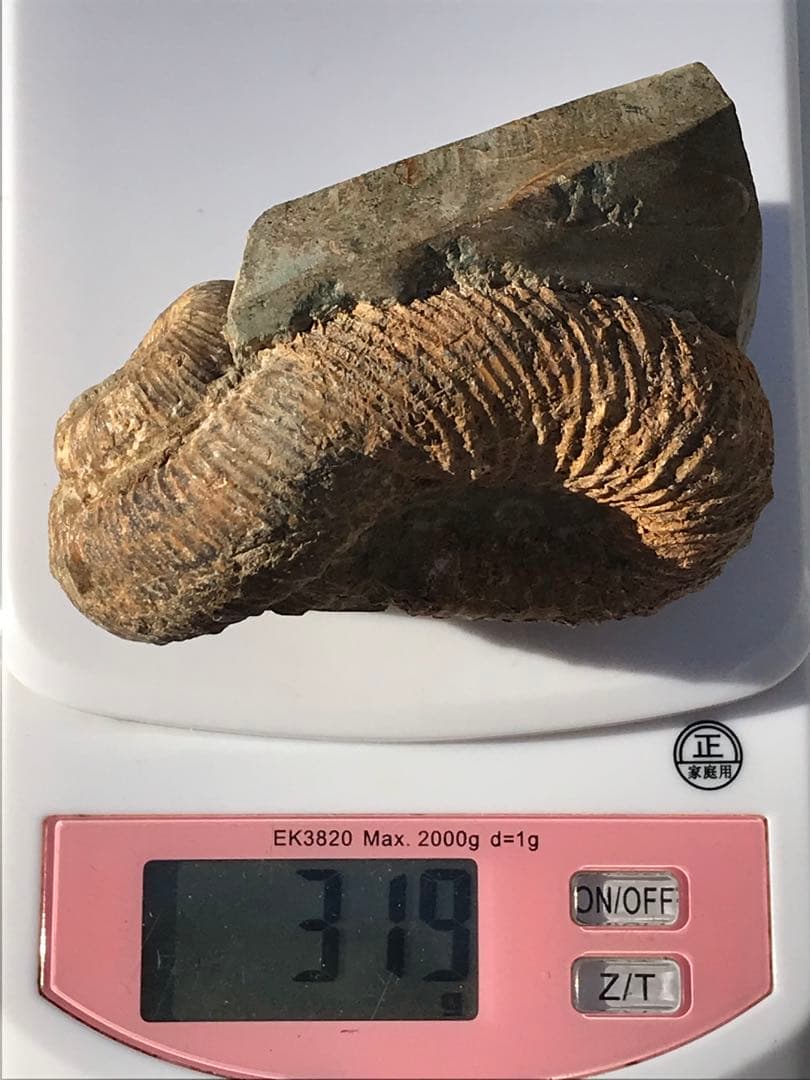 【限定価格】マダガスカル産　異常巻きアンモナイト化石（ノストセラス）　母岩付き