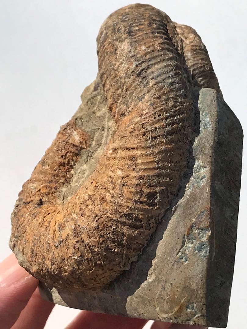 【限定価格】マダガスカル産　異常巻きアンモナイト化石（ノストセラス）　母岩付き