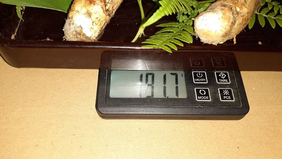 岩手県産松茸 良品 10月17日午前取れ