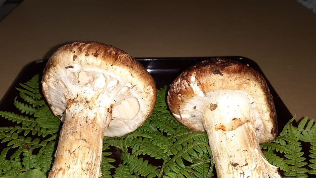 岩手県産松茸 良品 10月17日午前取れ