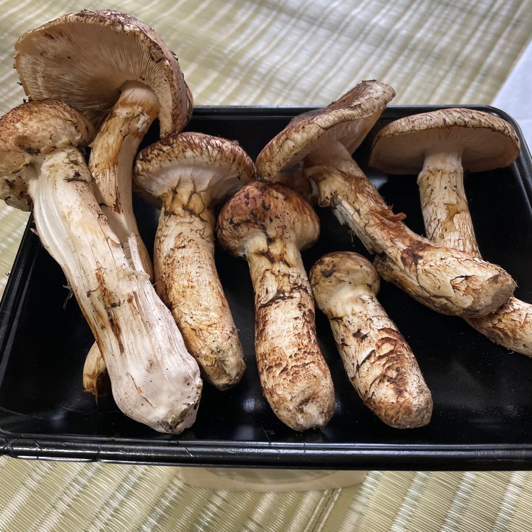 岩手県産　松茸