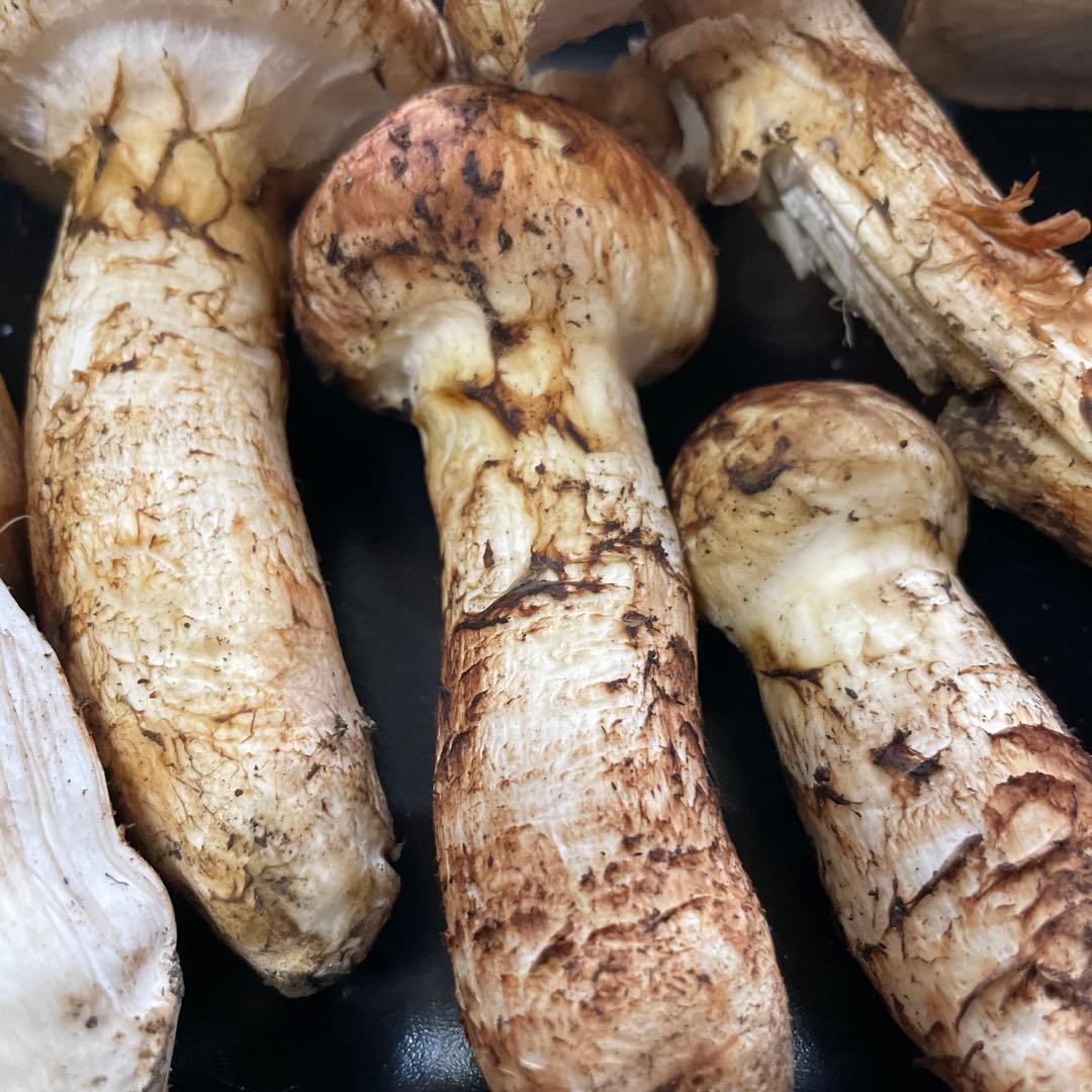 岩手県産　松茸