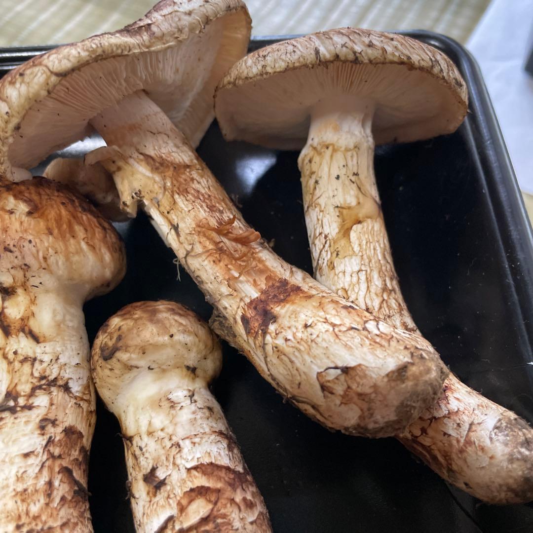 岩手県産　松茸