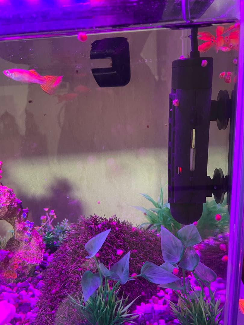 GEX 中型ガラス水槽 LEDライト付き