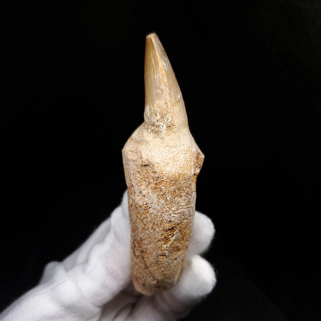 歯根付き モササウルス 化石 歯 本物 モロッコ産 90.10mm mos134