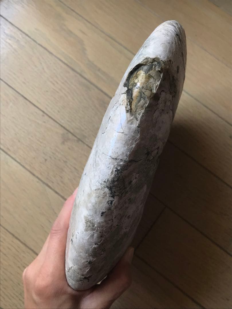 〈新入荷〉マダガスカル産　アンモナイト化石青（ビューダンティセラス）超特大サイズ