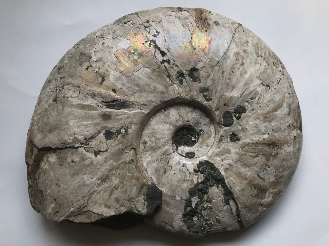 〈新入荷〉マダガスカル産　アンモナイト化石青（ビューダンティセラス）超特大サイズ