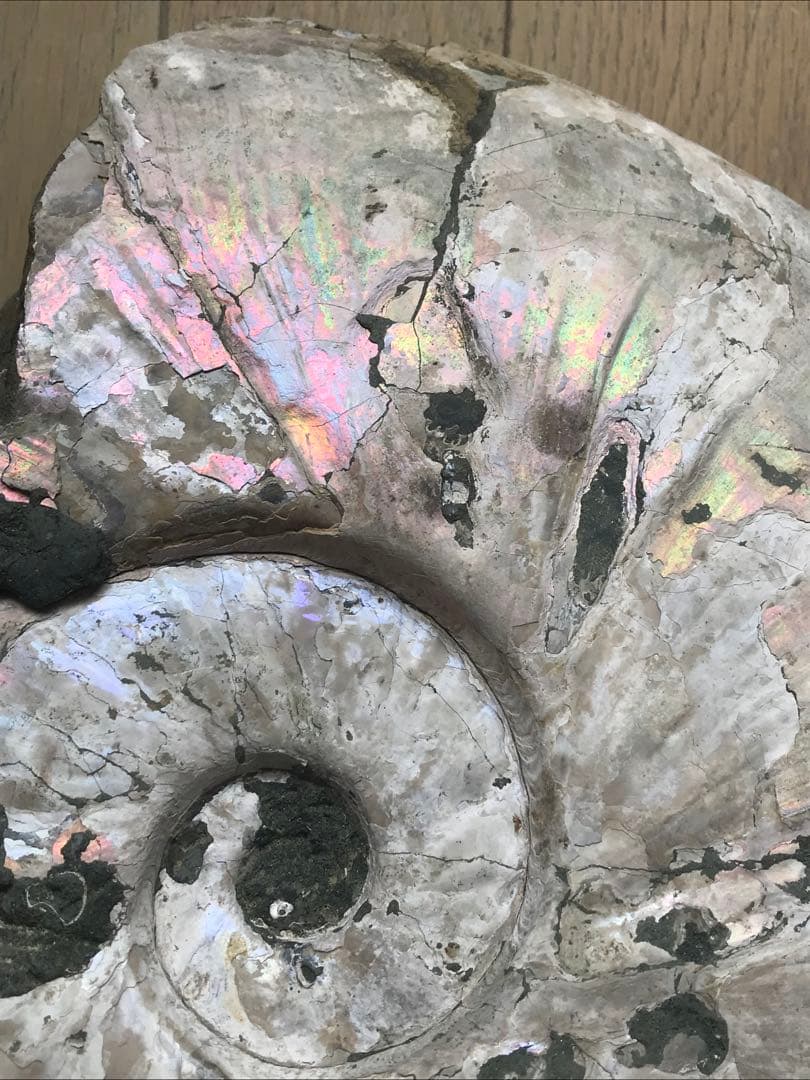 〈新入荷〉マダガスカル産　アンモナイト化石青（ビューダンティセラス）超特大サイズ