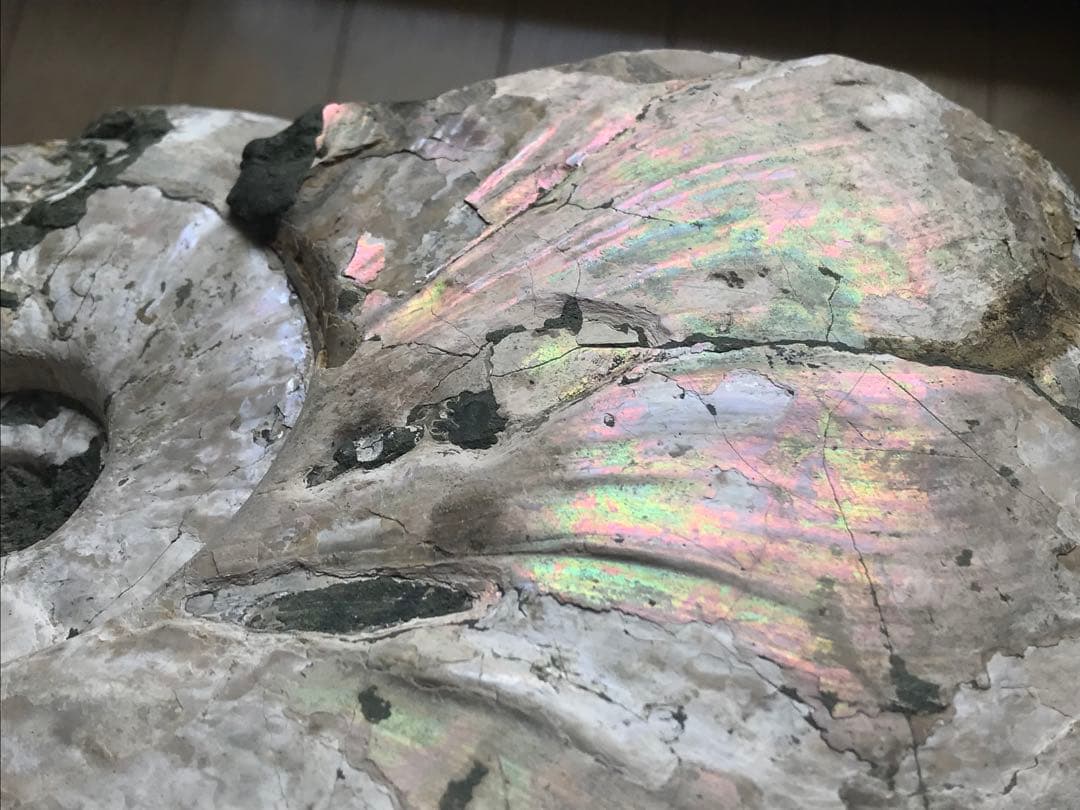 〈新入荷〉マダガスカル産　アンモナイト化石青（ビューダンティセラス）超特大サイズ