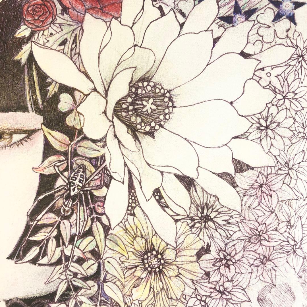 ハナグモ　Hanagumo