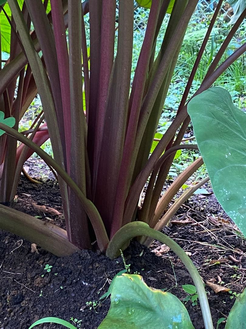 里芋　八頭 ぽん太10キロ 富士山麓産