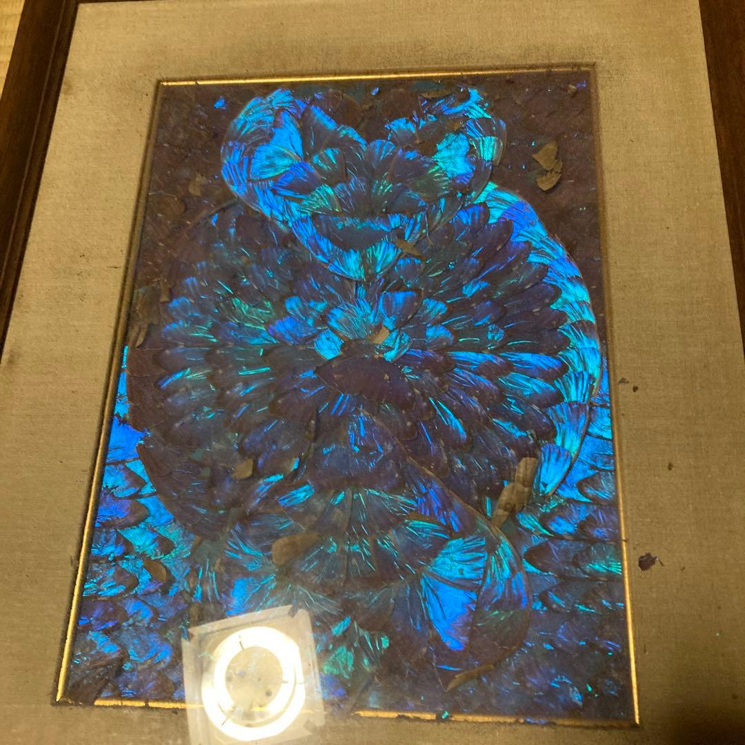 南米モルフォ蝶　羽根　標本　絵画
