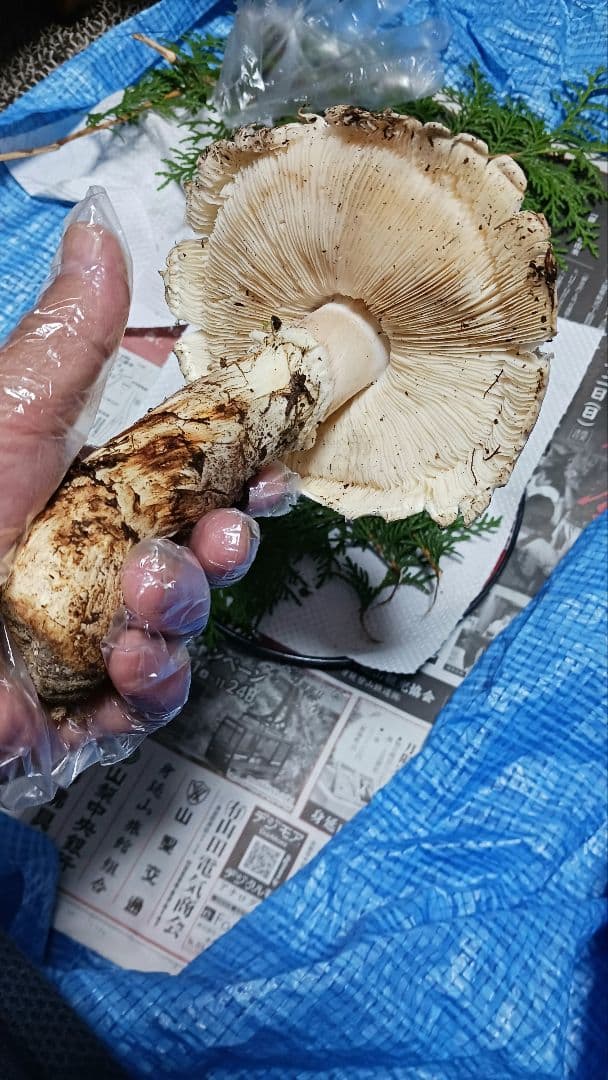 山梨産　　松茸　 320㌘　良開き2本　蕾1本