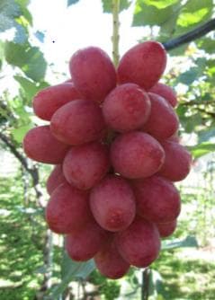 みい様向け商品　　クール便送料込み　　15,500円