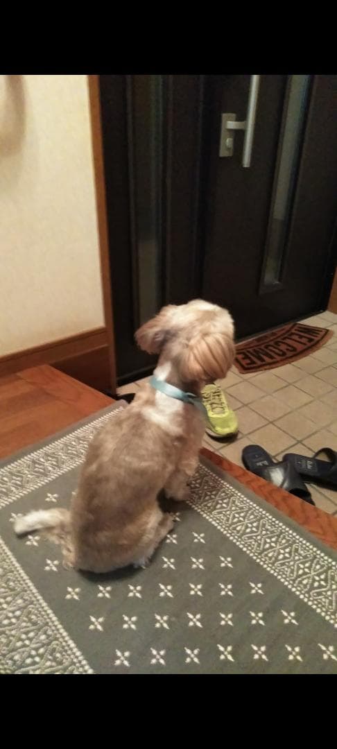 羊毛フェルトのみるくさんご確認用