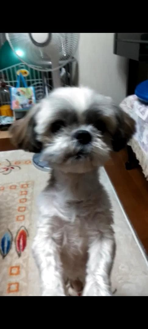 羊毛フェルトのみるくさんご確認用