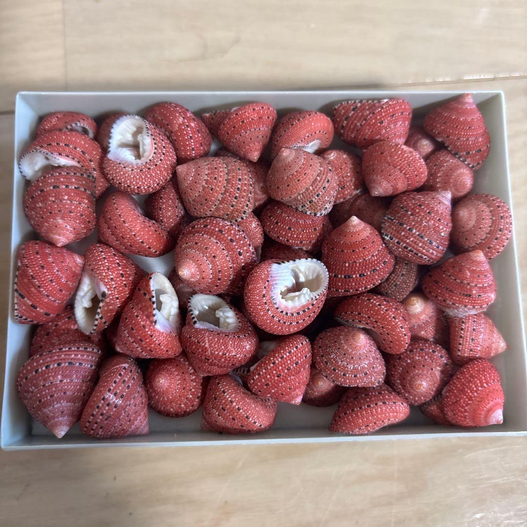 イチゴナツモモ54個　南アフリカ産　喜望峰産