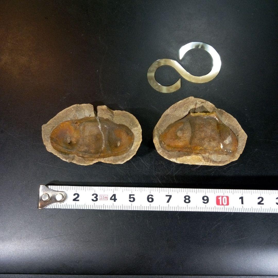 三葉虫　化石　fossil　ボリビア産　trilobite　ノジュール管理③