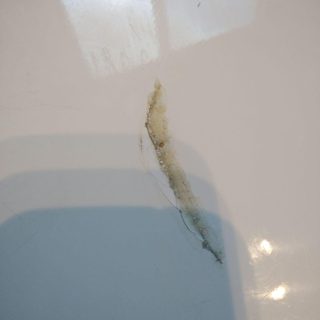 プレセボボードロケット5'5