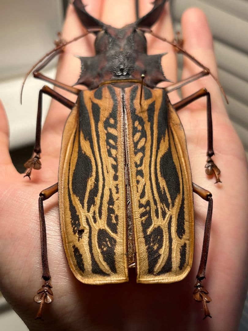 【150mm】オオキバウスバカミキリ標本 Macrodontia 昆虫標本