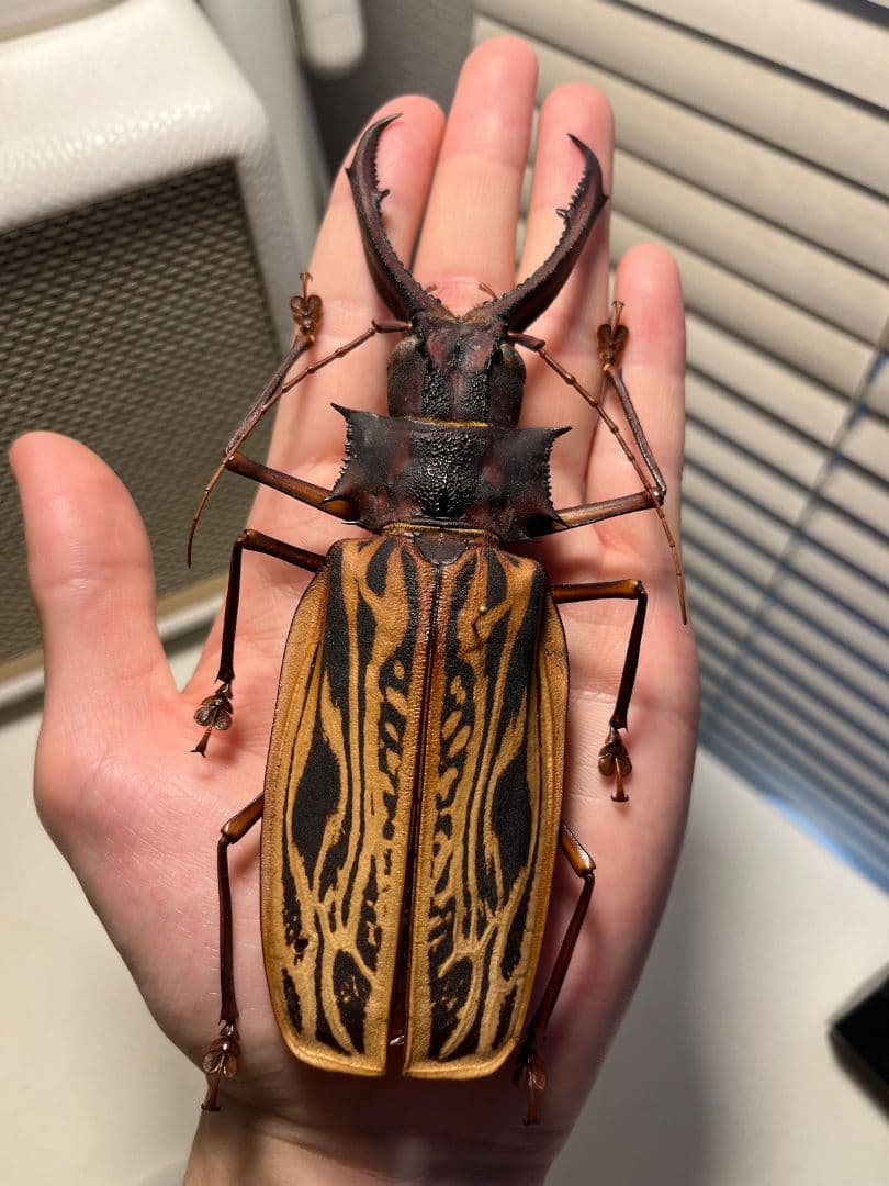 【150mm】オオキバウスバカミキリ標本 Macrodontia 昆虫標本