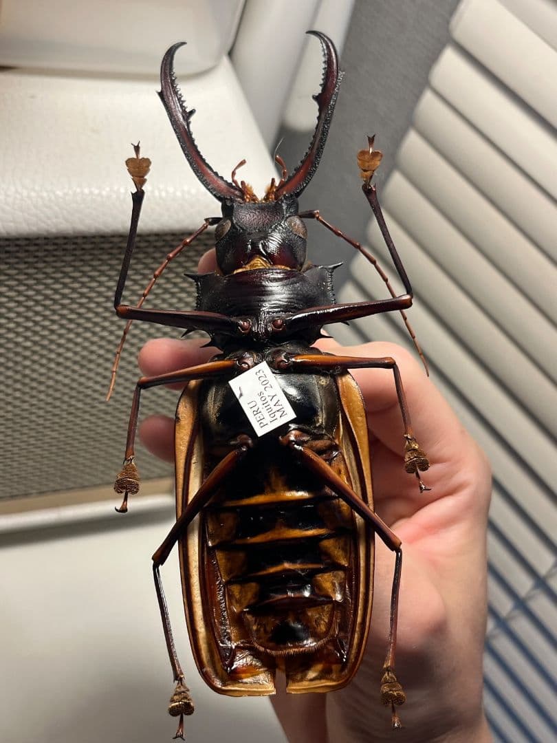 【150mm】オオキバウスバカミキリ標本 Macrodontia 昆虫標本