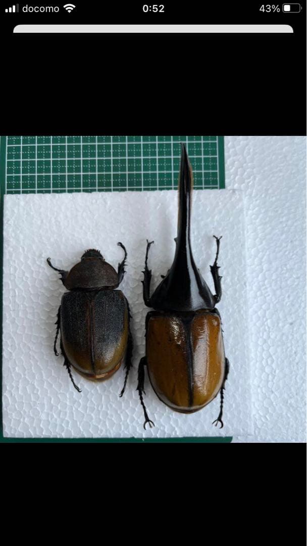 ヘラクレスエクアトリアヌス　ペア　標本