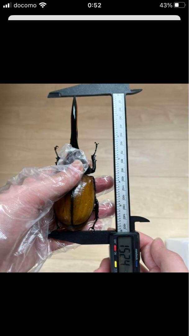 ヘラクレスエクアトリアヌス　ペア　標本