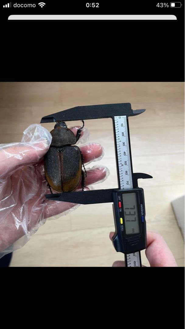 ヘラクレスエクアトリアヌス　ペア　標本