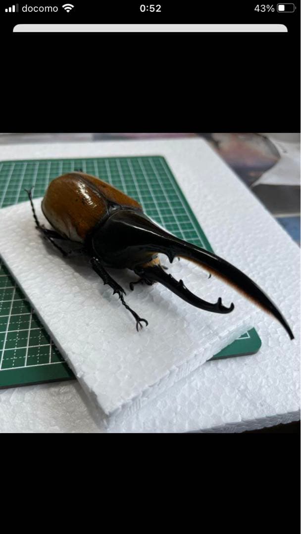 ヘラクレスエクアトリアヌス　ペア　標本