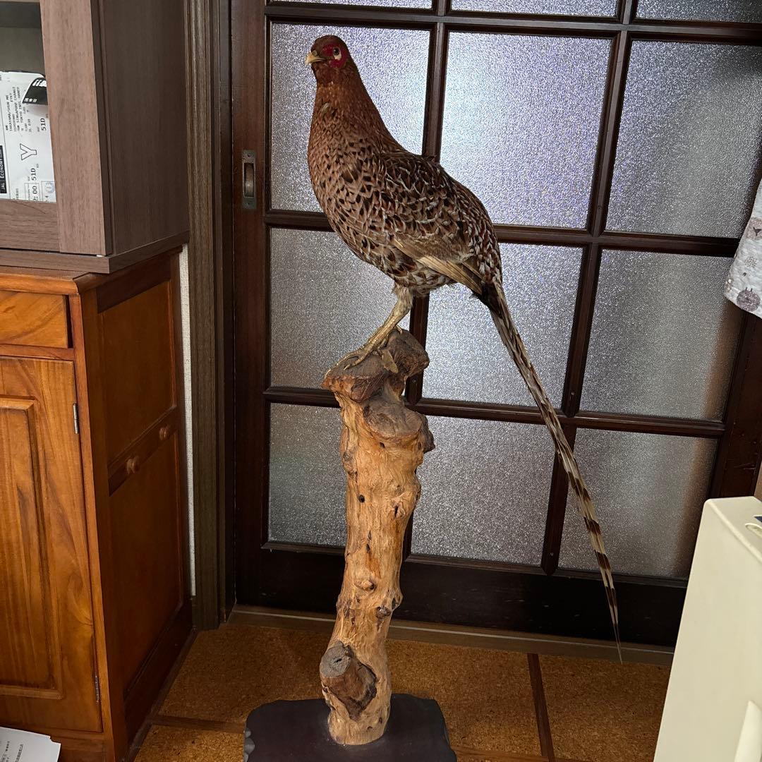 鳥 木製スタンド付き 約60cm