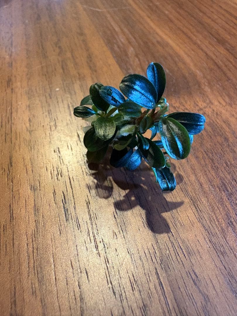 ブセファランドラsp.クダガンミニラウンドsp. kedagang 3株