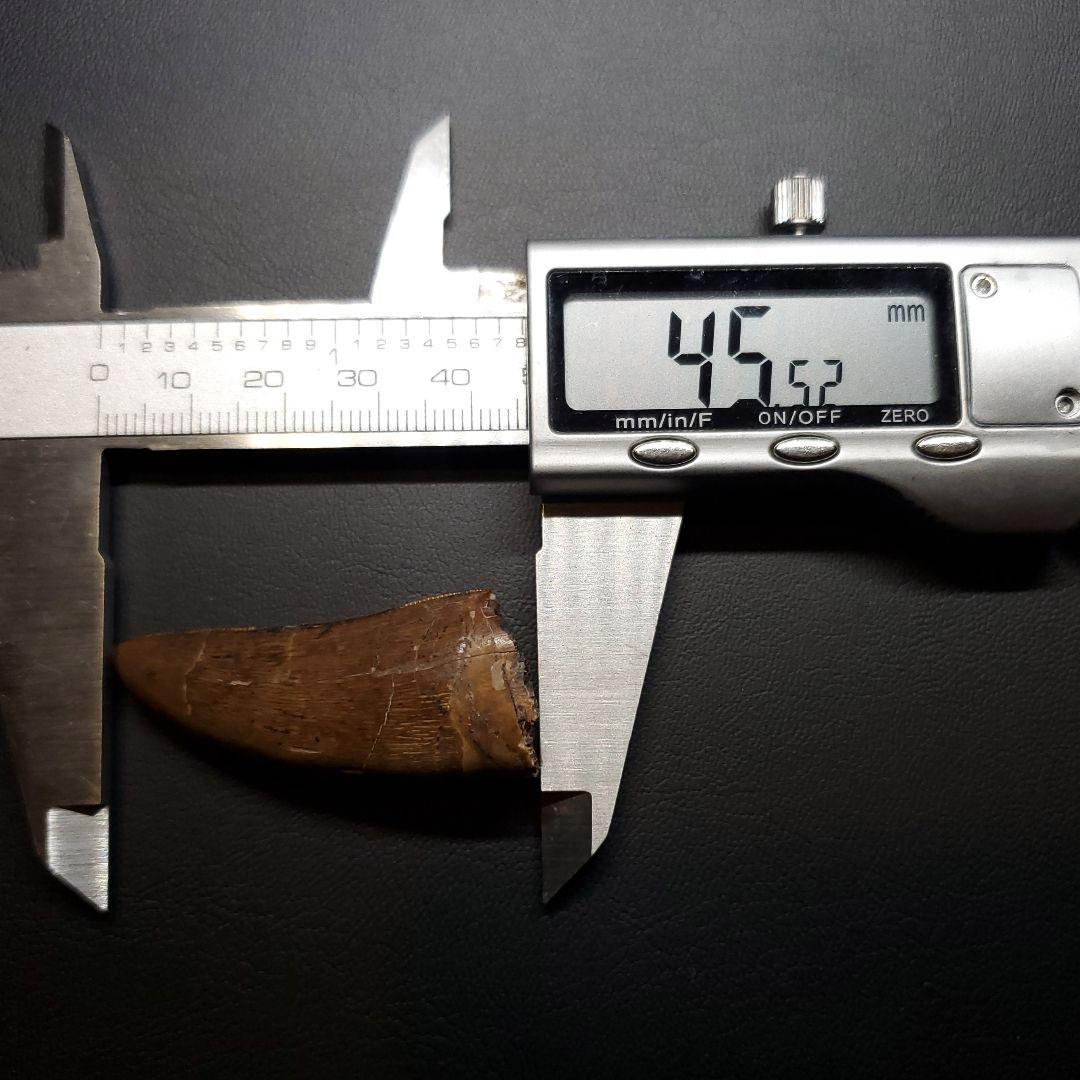 極上 アベリサウルス 歯 本物 化石 恐竜 モロッコ産 mm  fr137