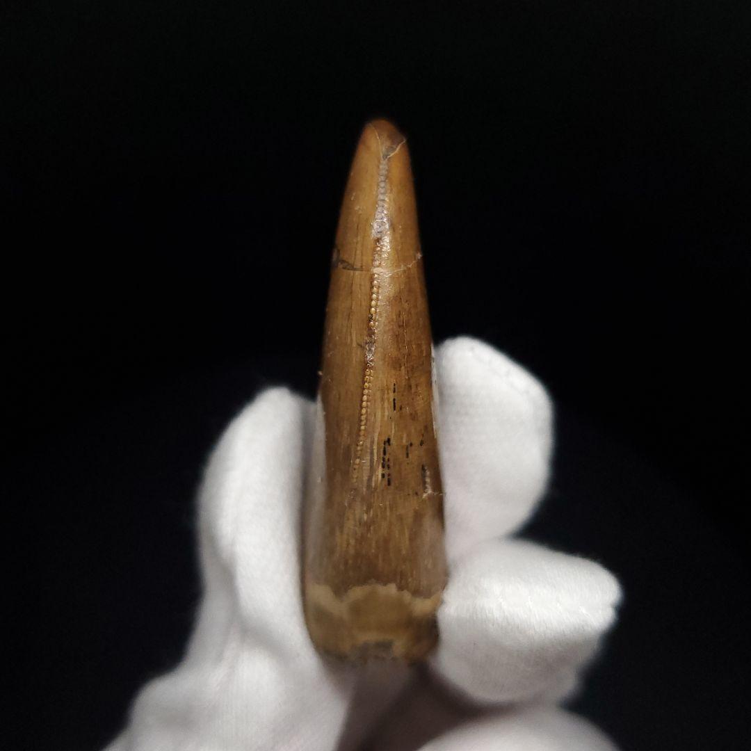 極上 アベリサウルス 歯 本物 化石 恐竜 モロッコ産 mm  fr137
